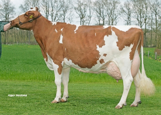 Geertje 54 >111.000 kg Milk and 4th dam of Rody
