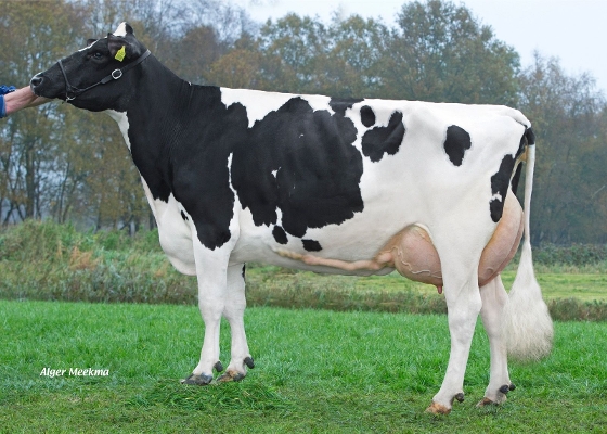 Etazon Racha  (3nd calver) owner: KAFM & LPJ Nooijen-Maas, Coevorden