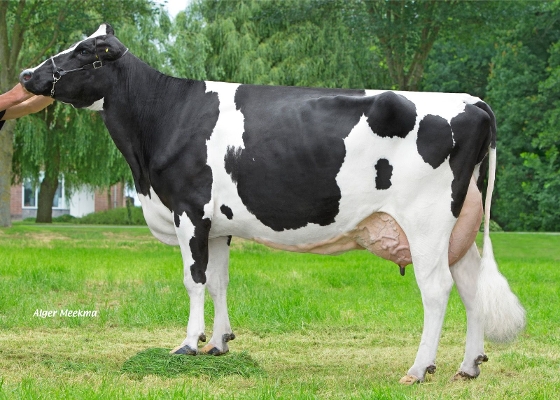 Amalia 243  (5nd calver) owner: Mts. A.H. & H.W. Loman, Tollebeek
