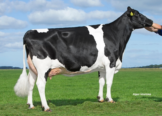 Red Rocks Delta Jyll (dam of Jacobus) owner: Midwolder Melkvee, Midwolda Red Rocks Delta Jyll (dam of Jacobus) owner: Midwolder Melkvee, Midwolda