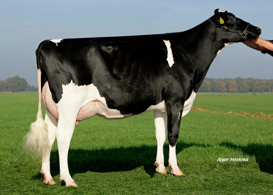 De Belhoeve Del (3dn dam of Jacobus) owner: CRV BV, Arnhem De Belhoeve Del (3dn dam of Jacobus) owner: CRV BV, Arnhem