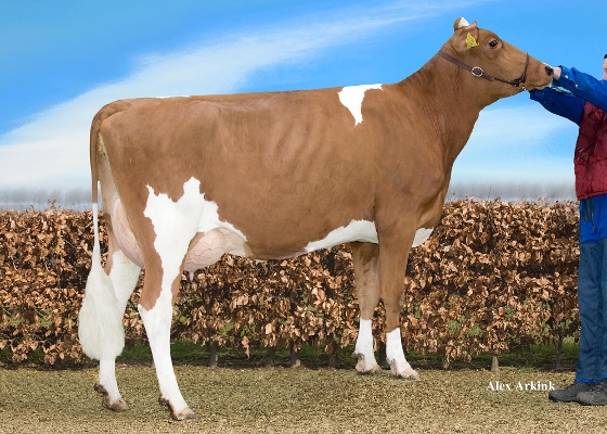 Paulien 41, HJ van Zoelen, Druten Paulien 41, HJ van Zoelen, Druten