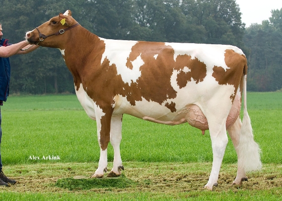 Moniek 41, 2nd calver, JG & RHM Timmermans, Maria Hoop Moniek 41, 2nd calver, JG & RHM Timmermans, Maria Hoop